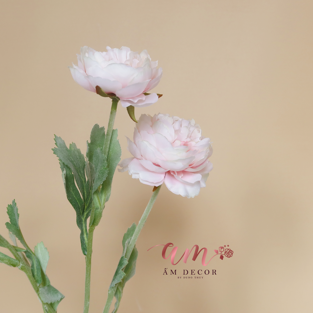 ZMẪU ĐƠN BÚP (Hồng Phấn)