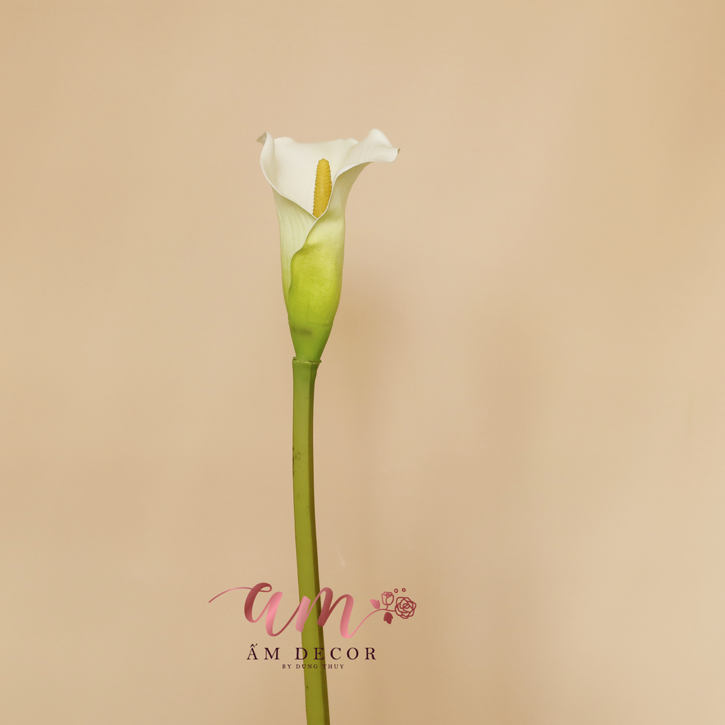 ZRUM TRẮNG CÀNH 73cm