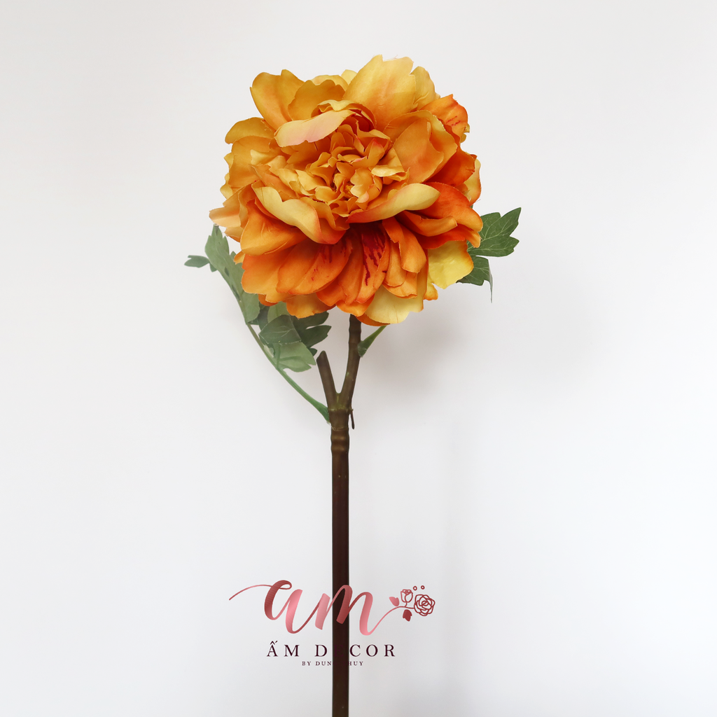 MẪU ĐƠN BẮC ÂU