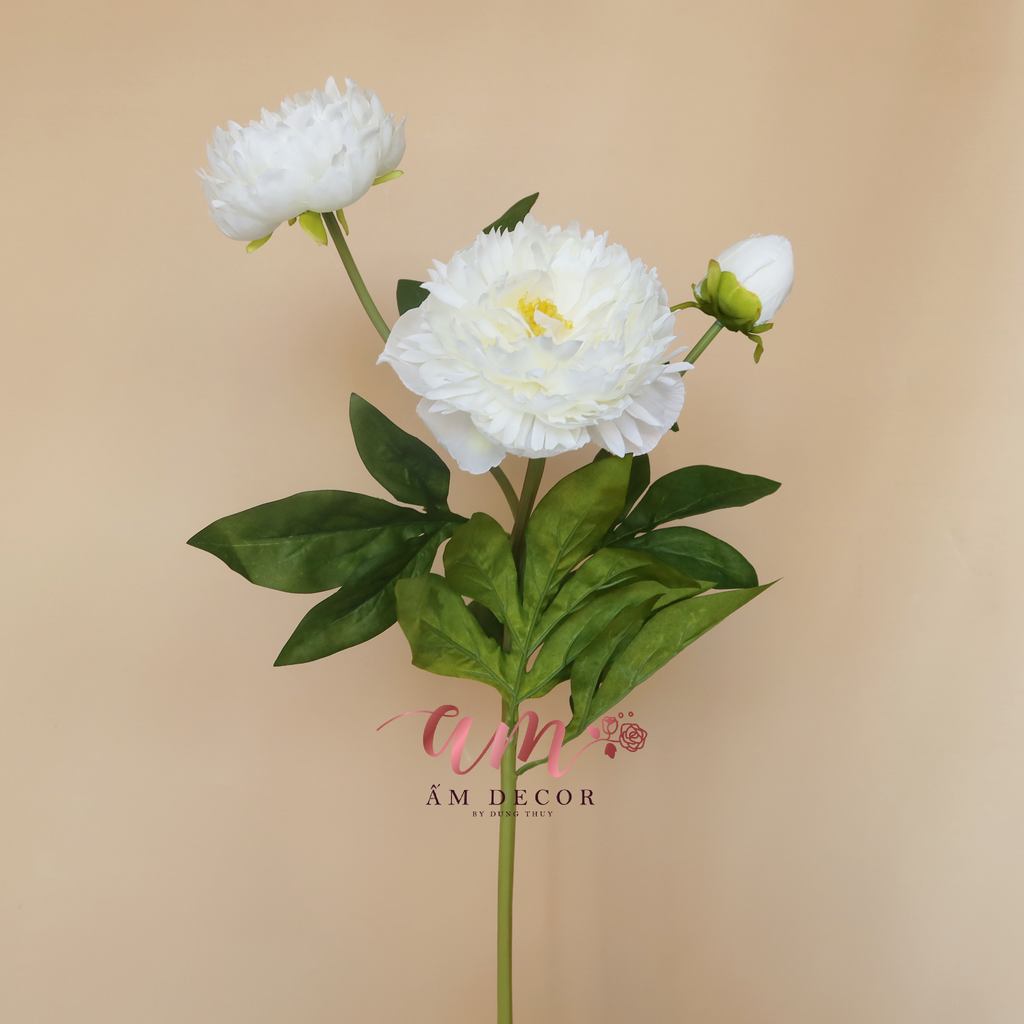 ZMẪU ĐƠN XỊN CÀNH 2B1N (Trắng)