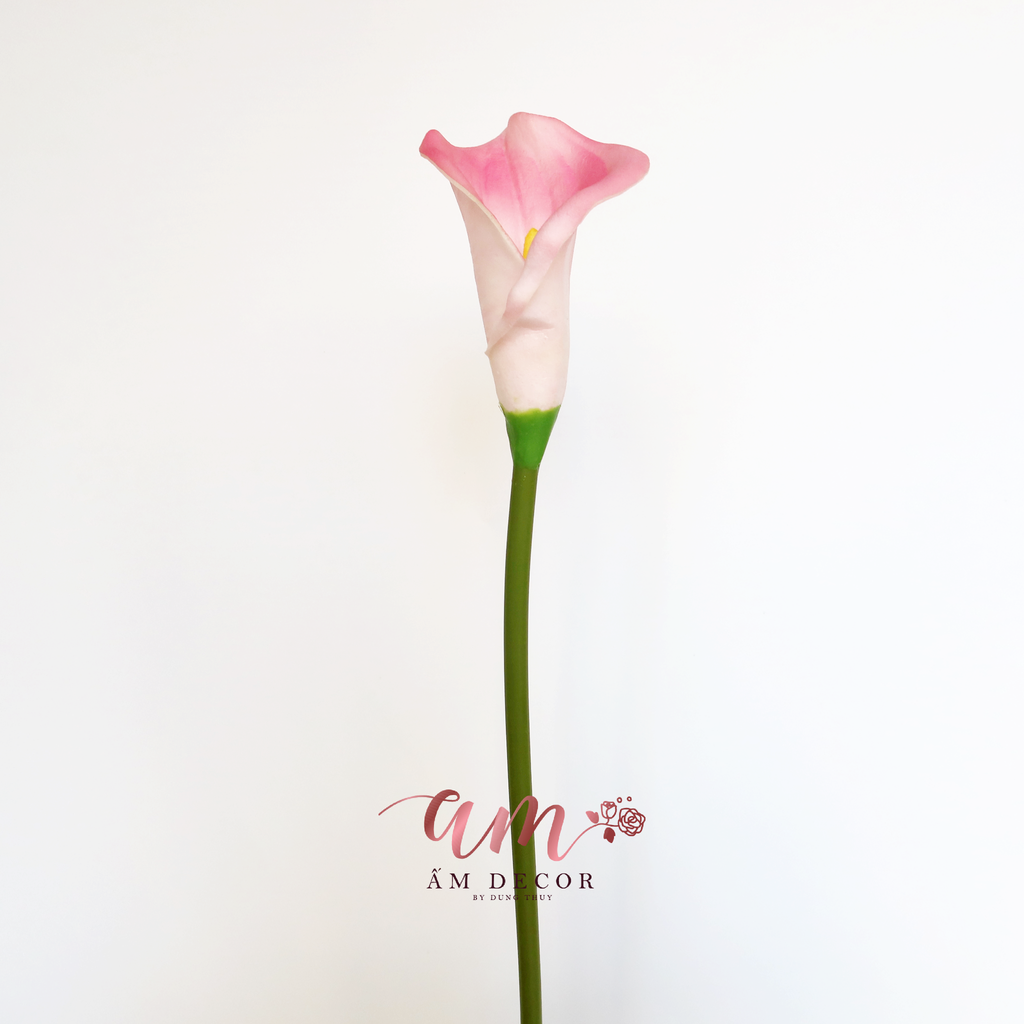 RUM HỒNG CÀNH 67cm