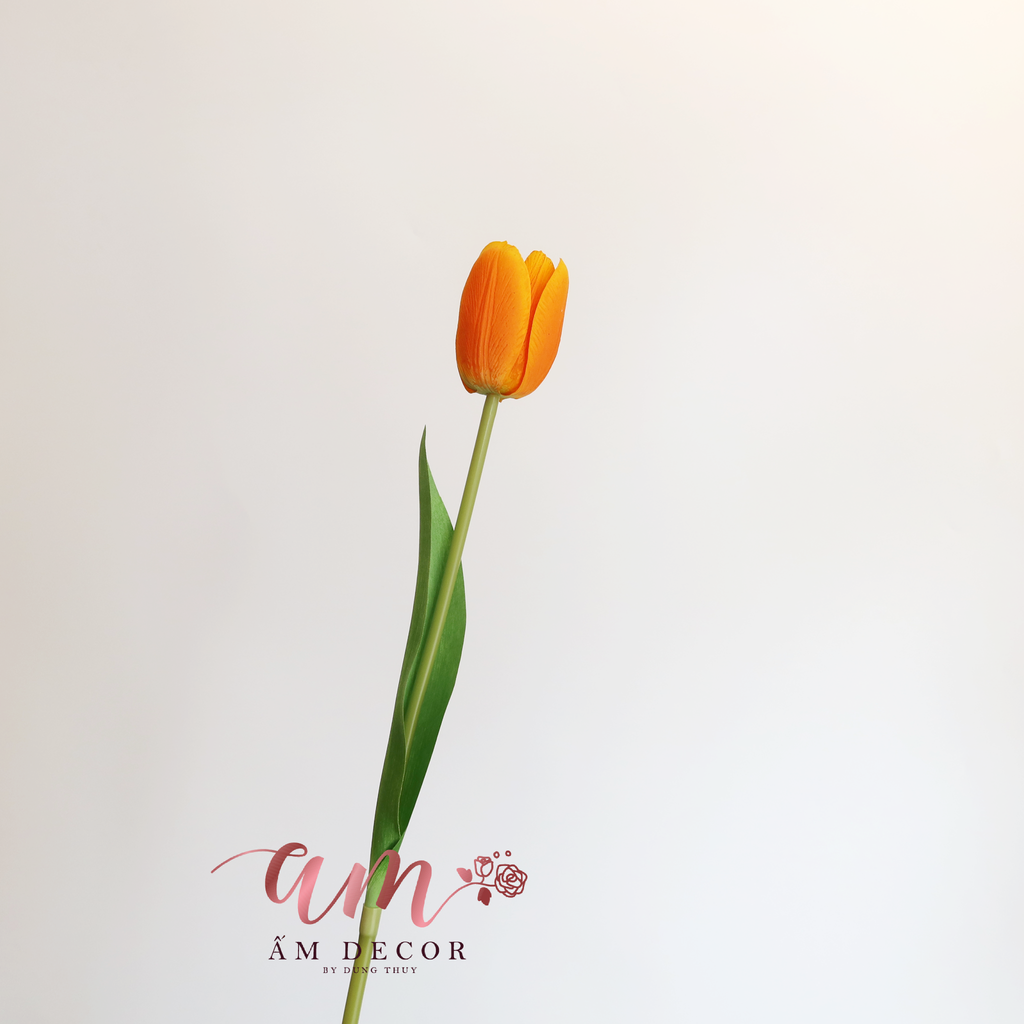 ZHOA TULIP RAFFIA (Cam)