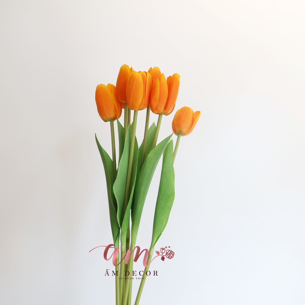ZHOA TULIP RAFFIA (Cam)