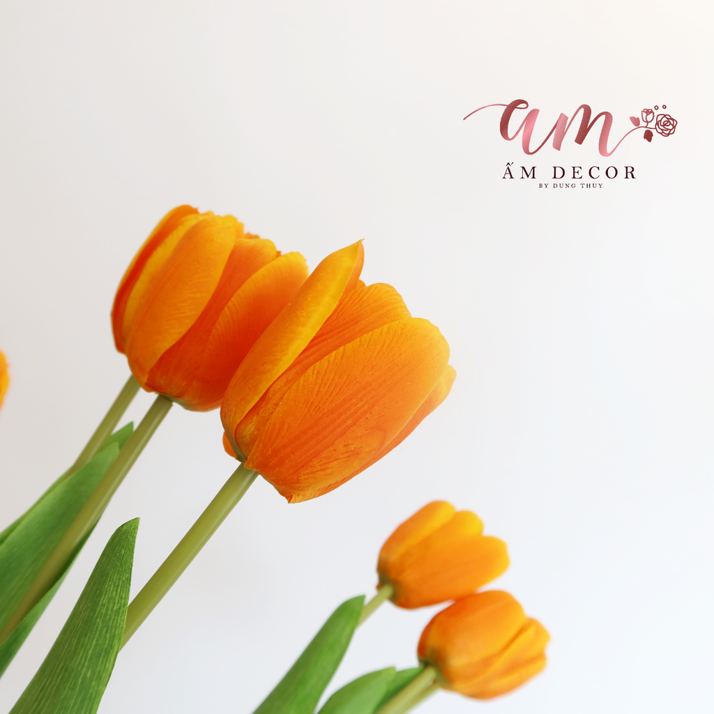 ZHOA TULIP RAFFIA (Cam)