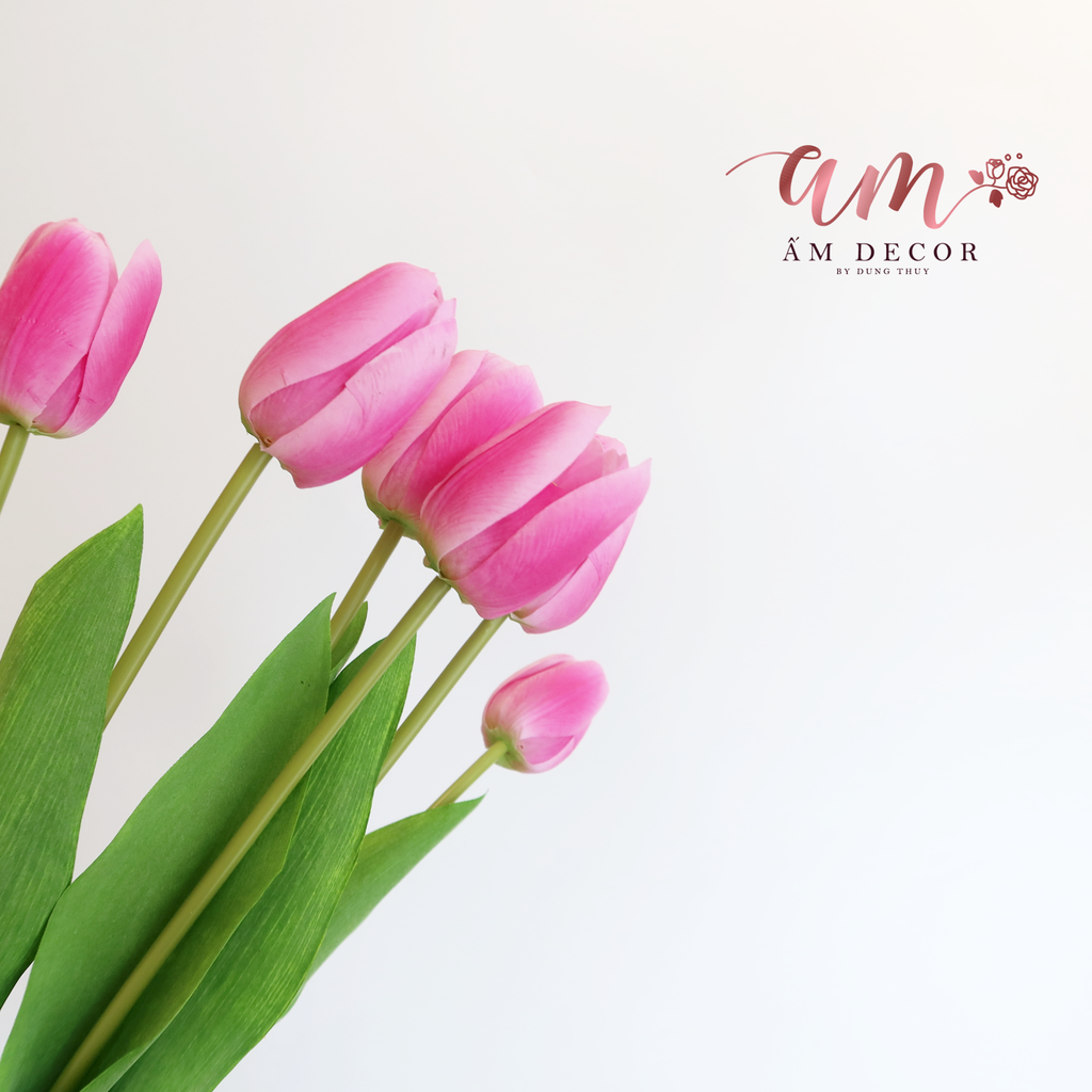 ZHOA TULIP RAFFIA (Hồng Sen)