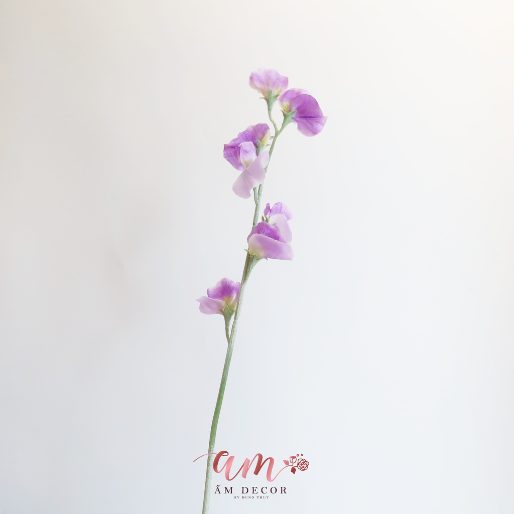 ZHOA ĐẬU THƠM KHÔNG LÁ (Tím)