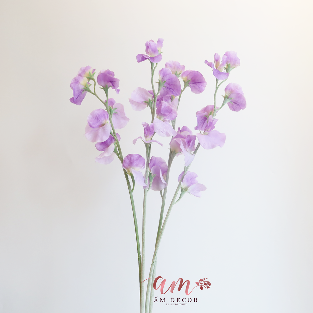 ZHOA ĐẬU THƠM KHÔNG LÁ (Tím)