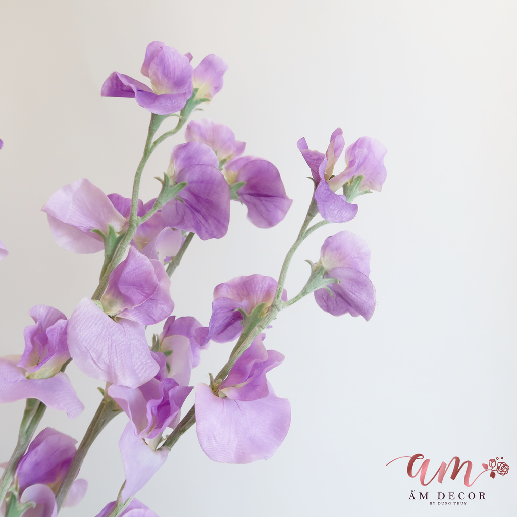 ZHOA ĐẬU THƠM KHÔNG LÁ (Tím)