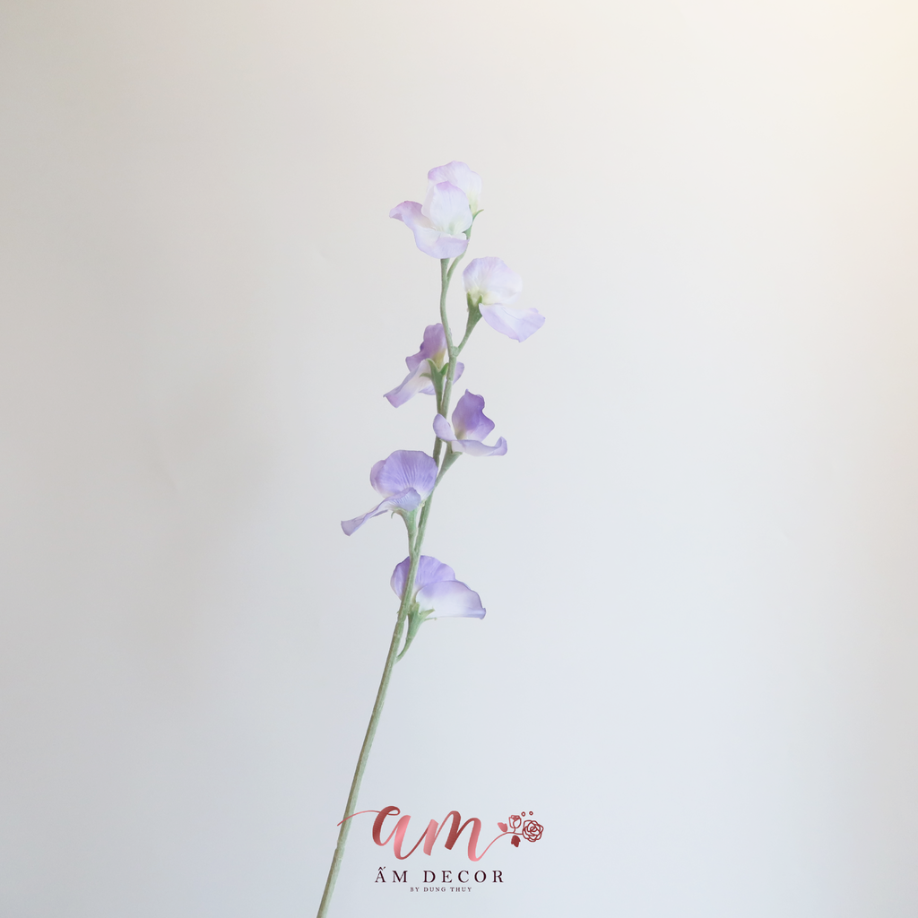 ZHOA ĐẬU THƠM KHÔNG LÁ (Tím Đậm)