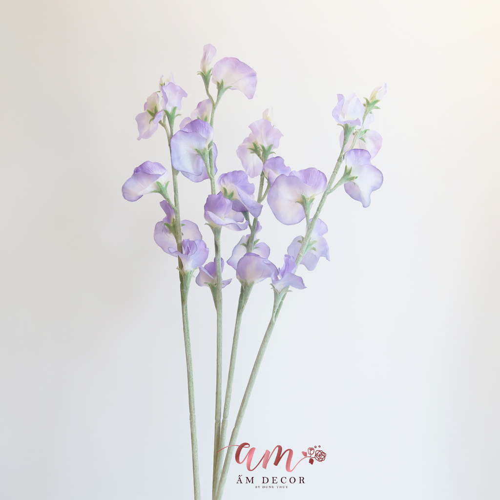 ZHOA ĐẬU THƠM KHÔNG LÁ (Tím Đậm)