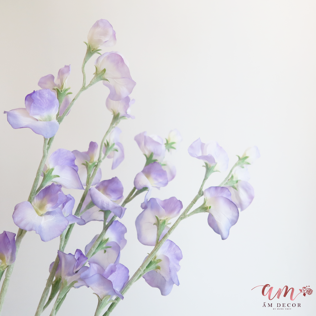 ZHOA ĐẬU THƠM KHÔNG LÁ (Tím Đậm)