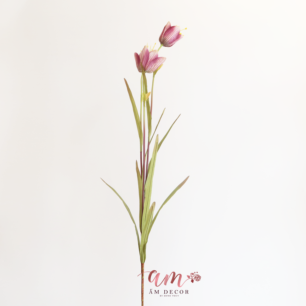 ZHOA CHUÔNG LAZARUS ( Tía )