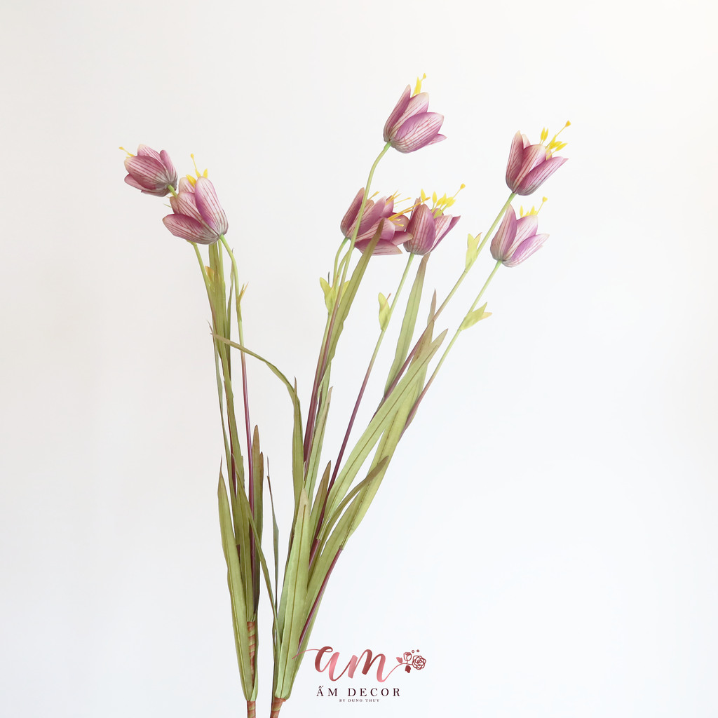 ZHOA CHUÔNG LAZARUS ( Tía )