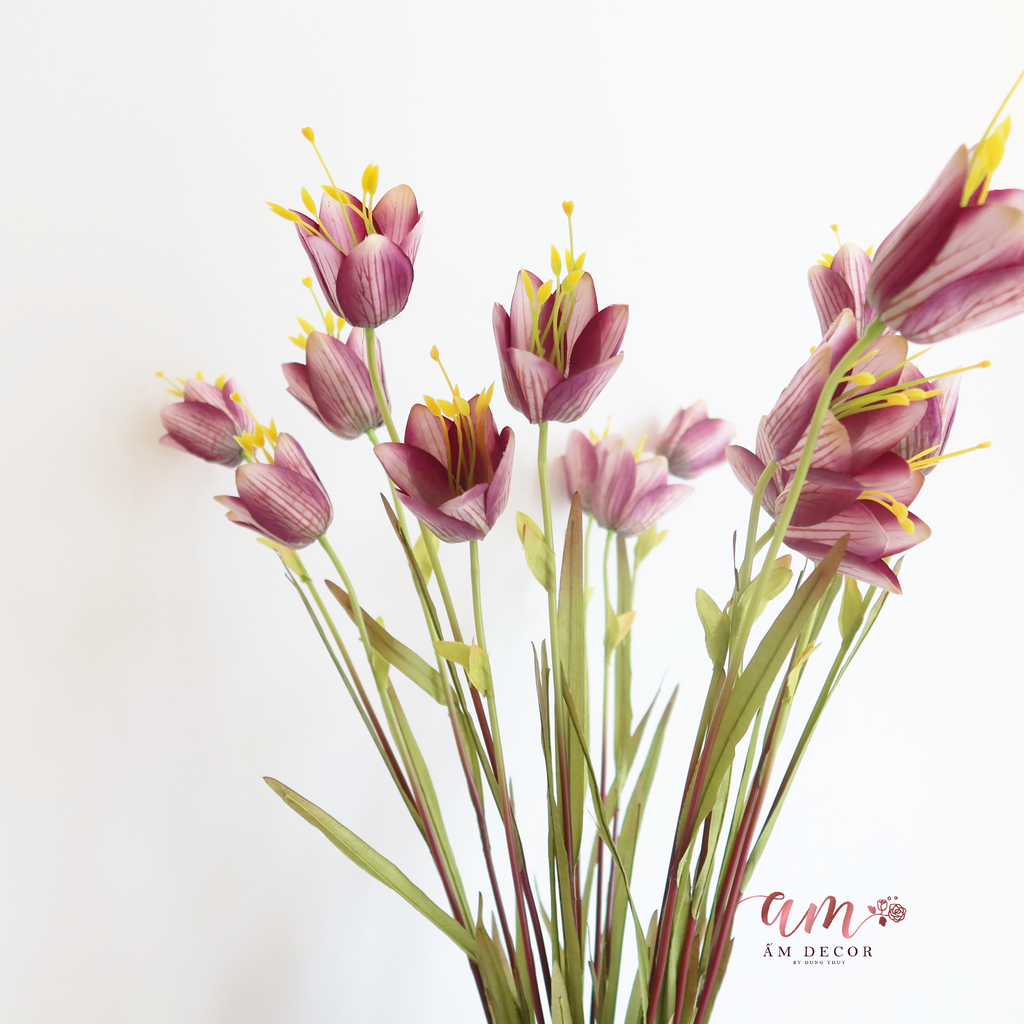 ZHOA CHUÔNG LAZARUS ( Tía )