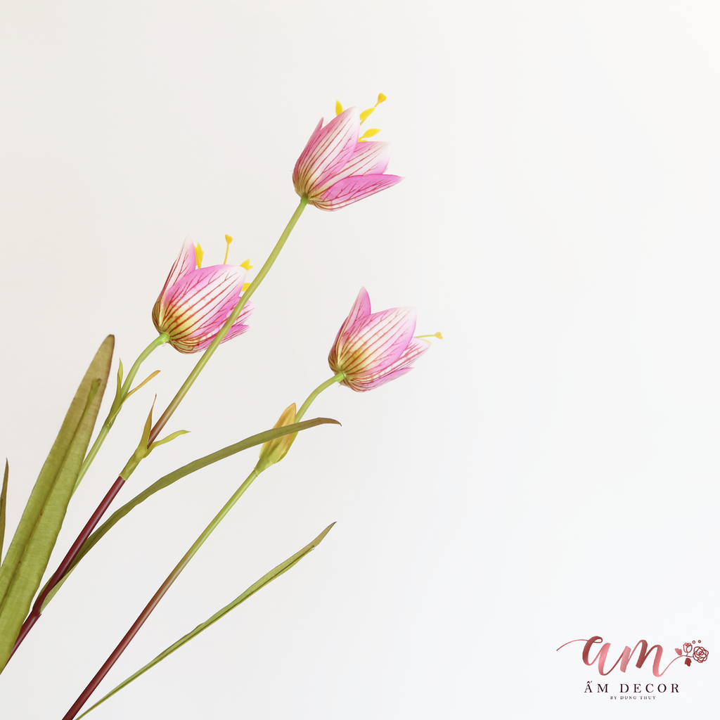 ZHOA CHUÔNG LAZARUS ( Hồng )