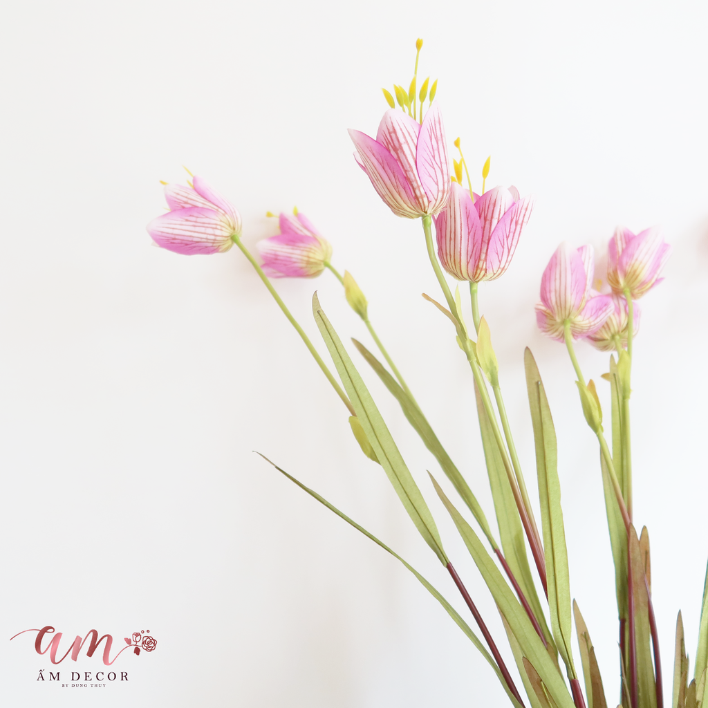 ZHOA CHUÔNG LAZARUS ( Hồng )