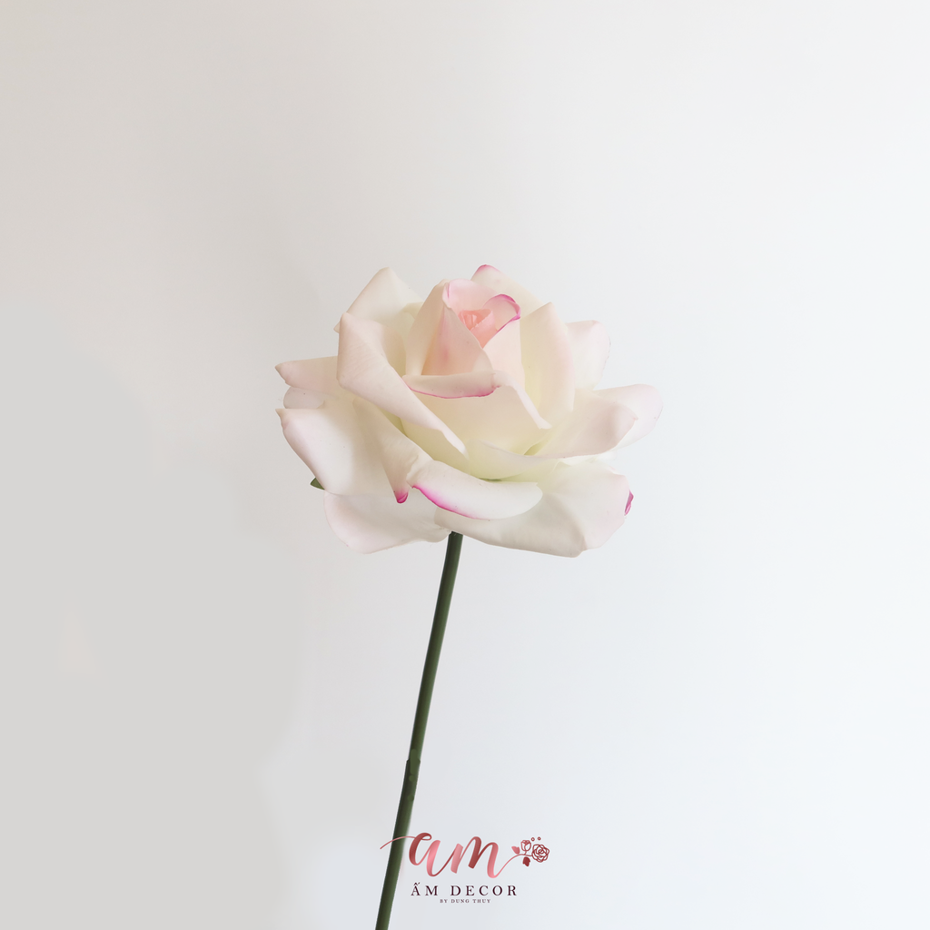 ZCÀNH HOA HỒNG NỞ GIỮ ẤM