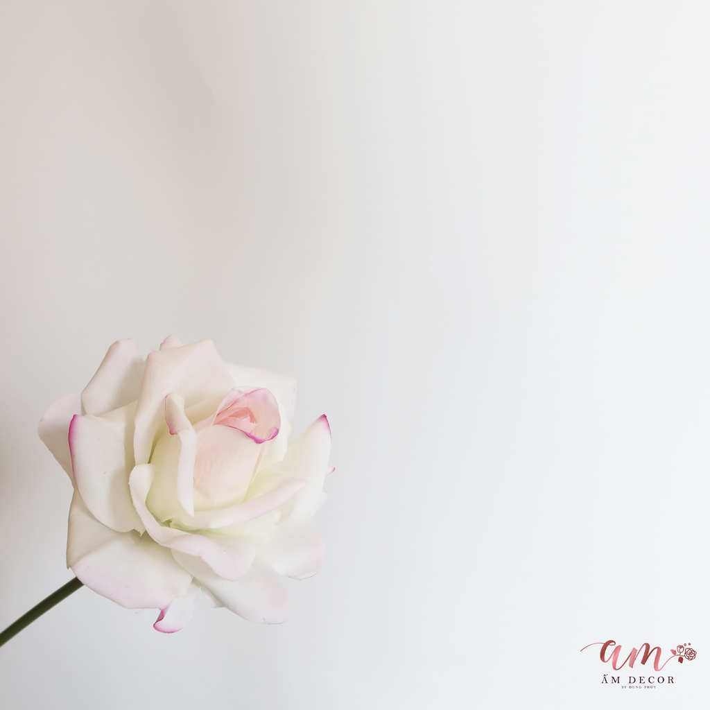 ZCÀNH HOA HỒNG NỞ GIỮ ẤM