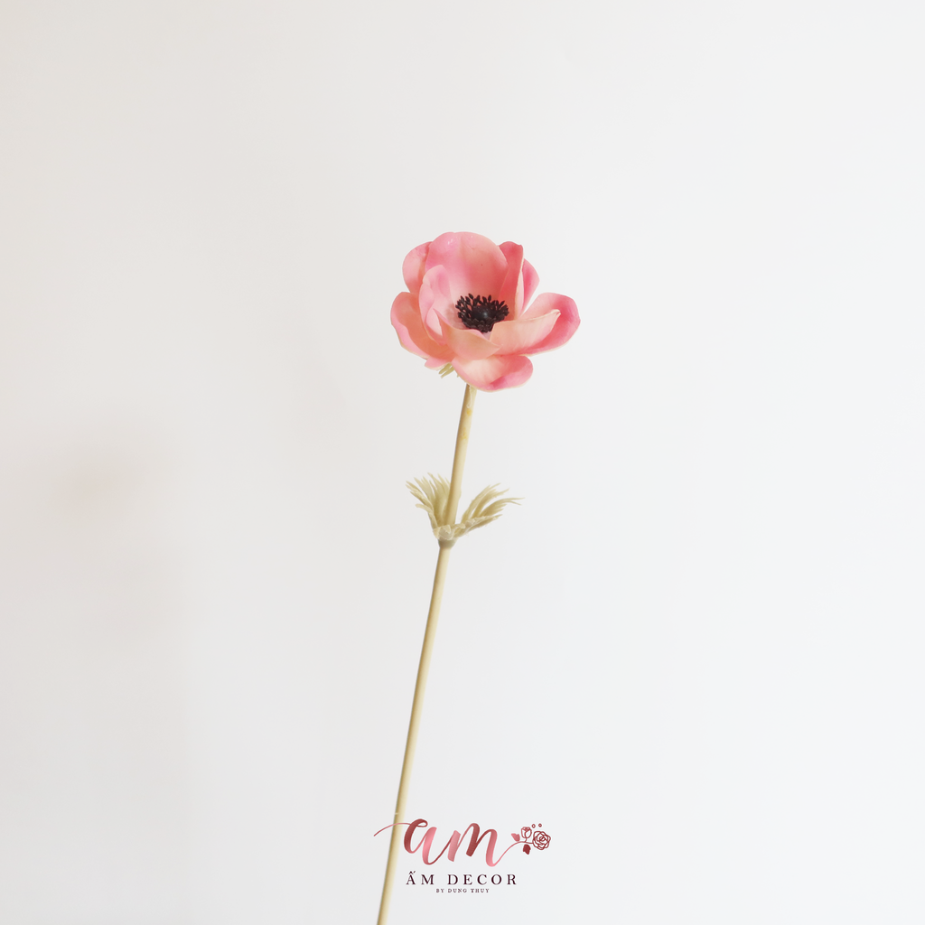 ZMAO LƯƠNG PU HỒNG