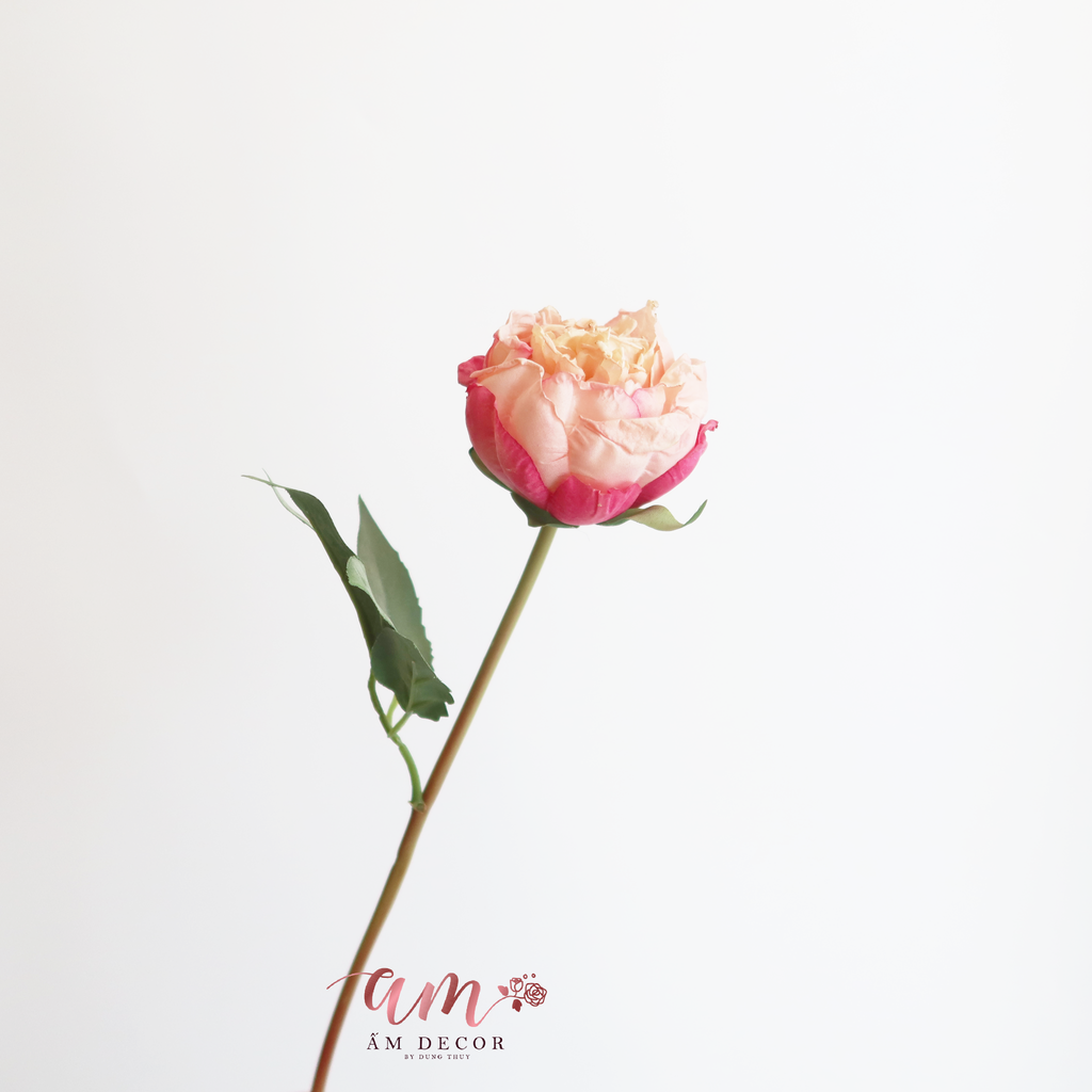 ZMẪU ĐƠN RETRO CÁNH NHĂN