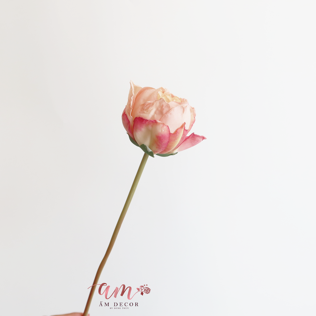 ZMẪU ĐƠN RETRO CÁNH NHĂN