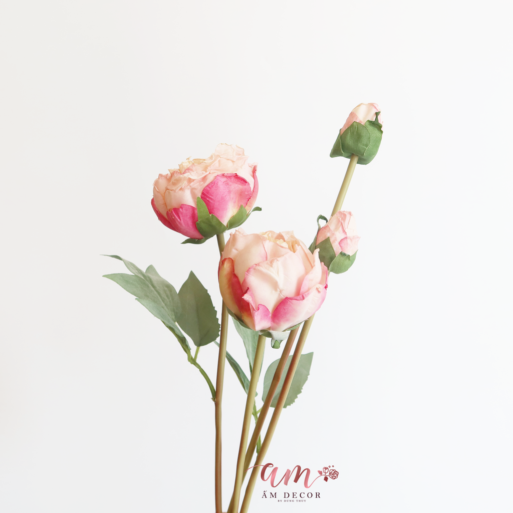 ZMẪU ĐƠN RETRO CÁNH NHĂN