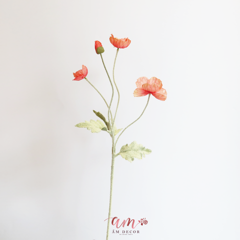  ANH TÚC ( Cam Hồng ) 