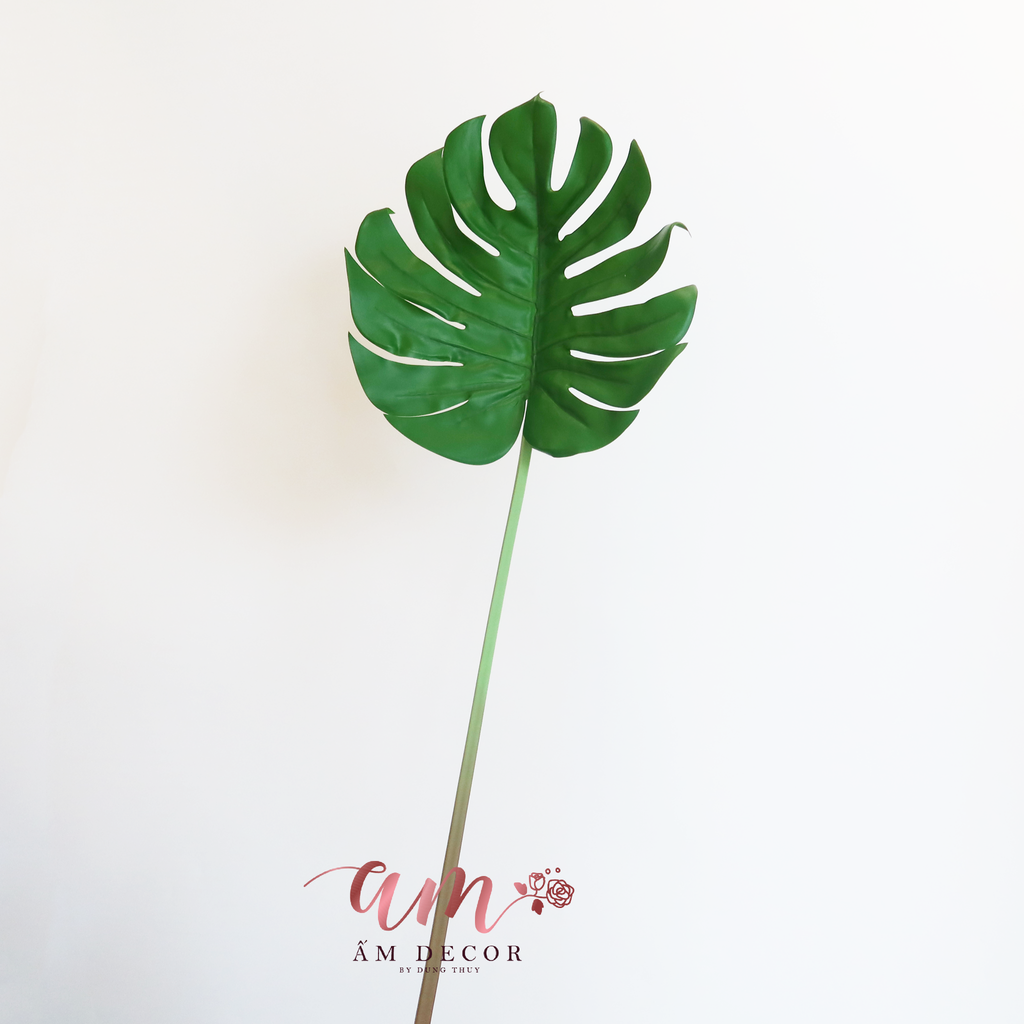 TRẦU BÀ NAM PHI LỚN