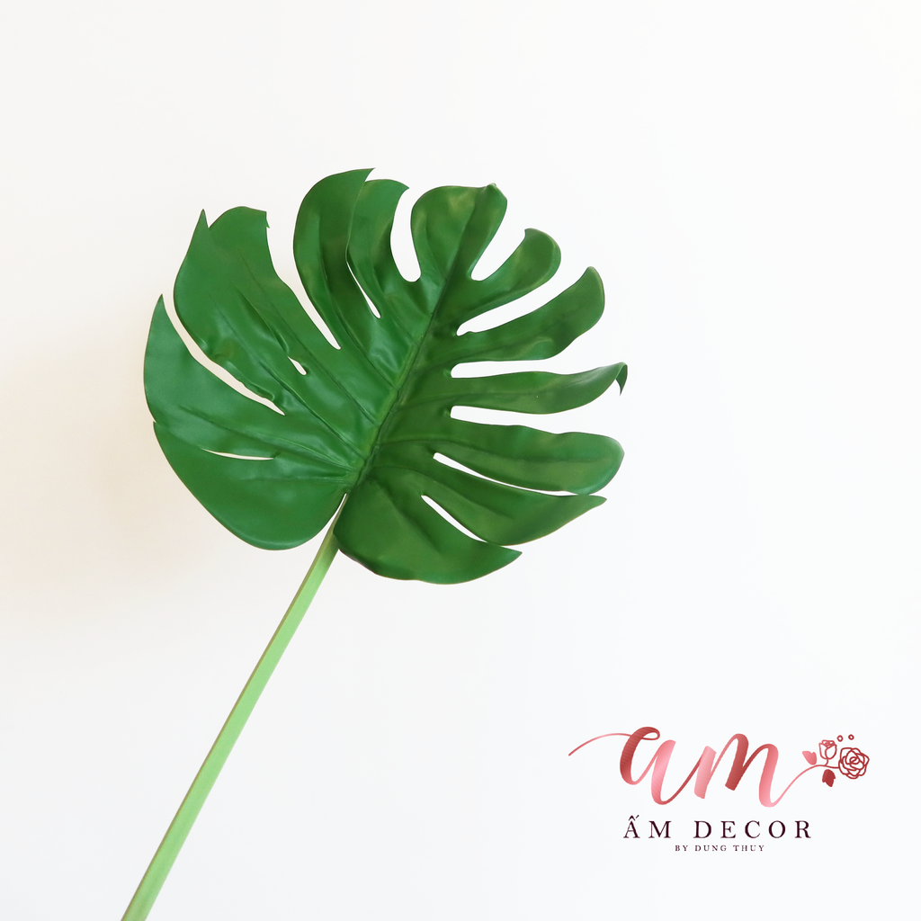 TRẦU BÀ NAM PHI LỚN