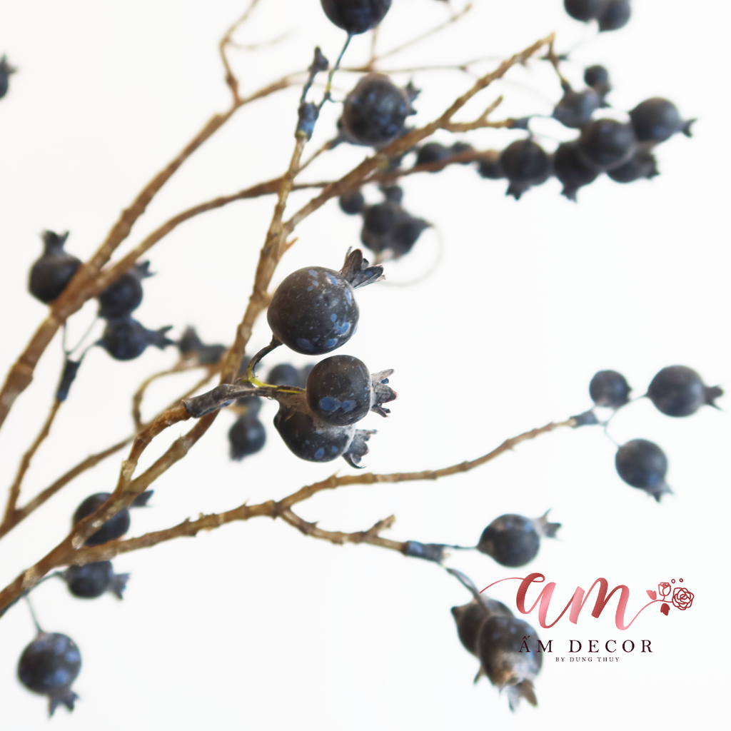BLUEBERRY (Trái Việt Quất)