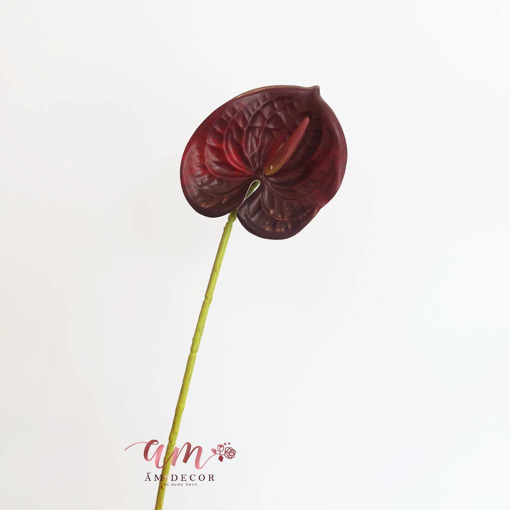 HỒNG MÔN LỚN ( Tía )