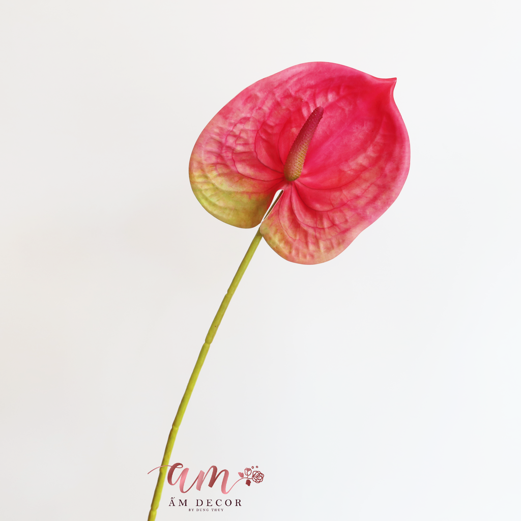 ZHỒNG MÔN LỚN ( Hồng )