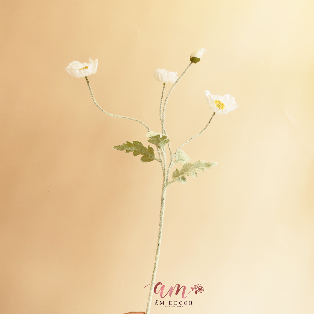 ZANH TÚC ( Trắng )