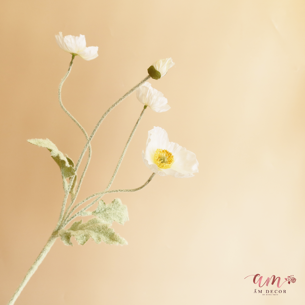 ZANH TÚC ( Trắng )