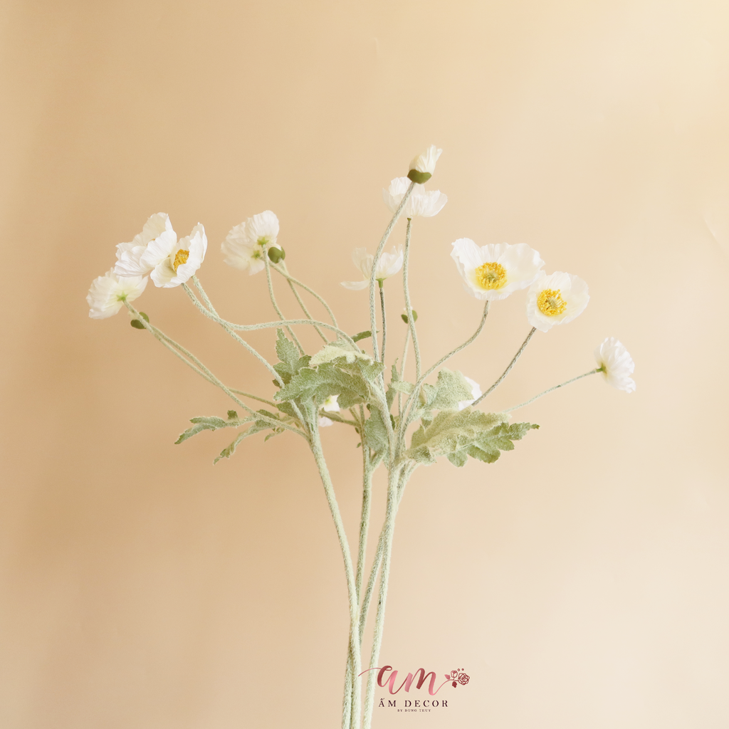 ZANH TÚC ( Trắng )