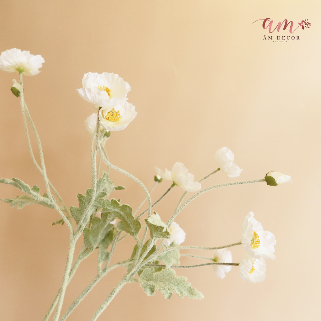 ZANH TÚC ( Trắng )