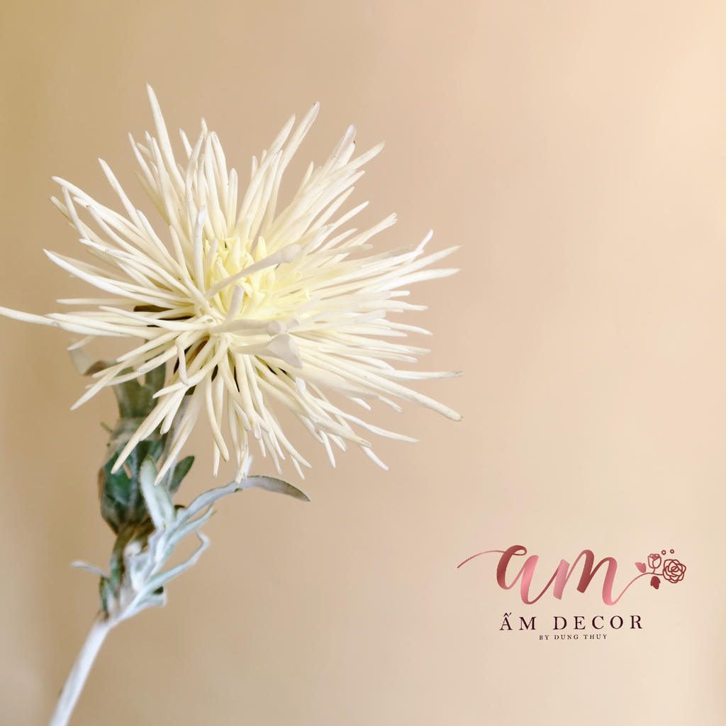 ZCÚC CÀNG CUA (Trắng)