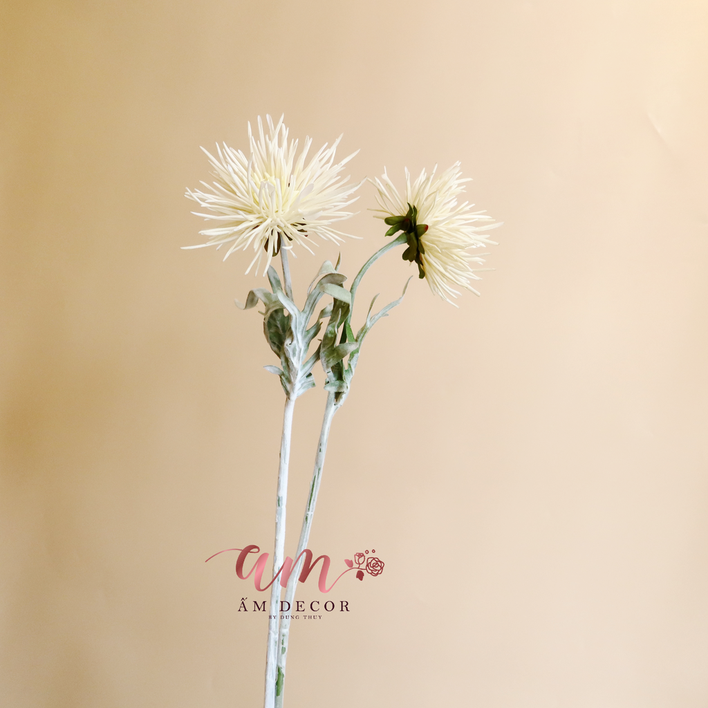 ZCÚC CÀNG CUA (Trắng)