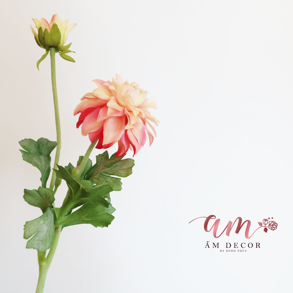 ZTHƯỢC DƯỢC BÔNG NỞ