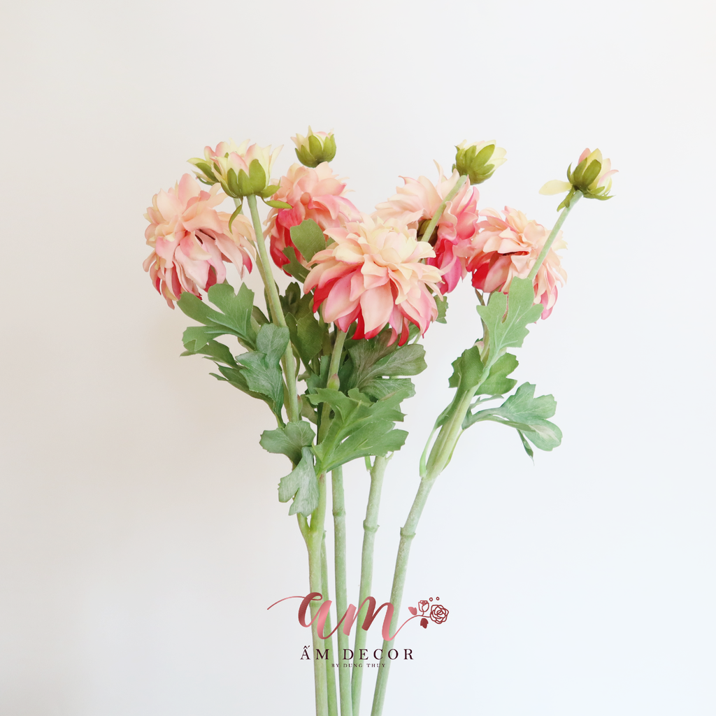 ZTHƯỢC DƯỢC BÔNG NỞ