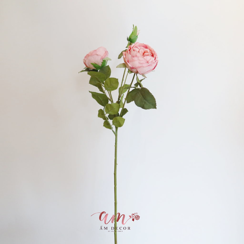 ZHOA TRÀ PHÁP (Hồng)