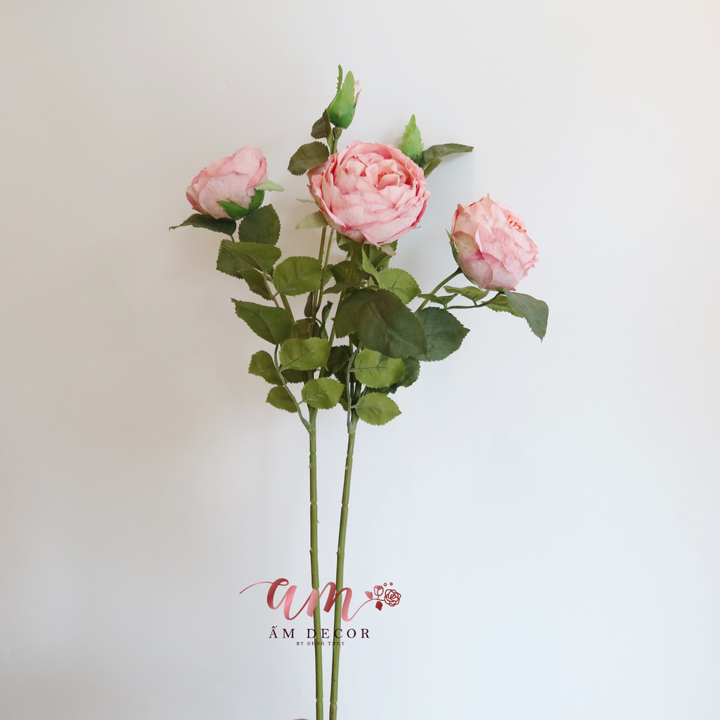 ZHOA TRÀ PHÁP (Hồng)