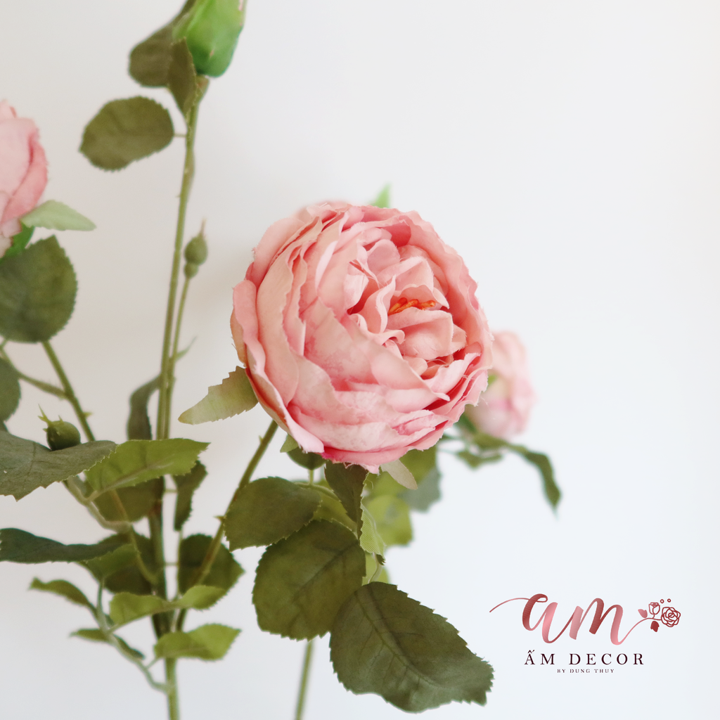 ZHOA TRÀ PHÁP (Hồng)