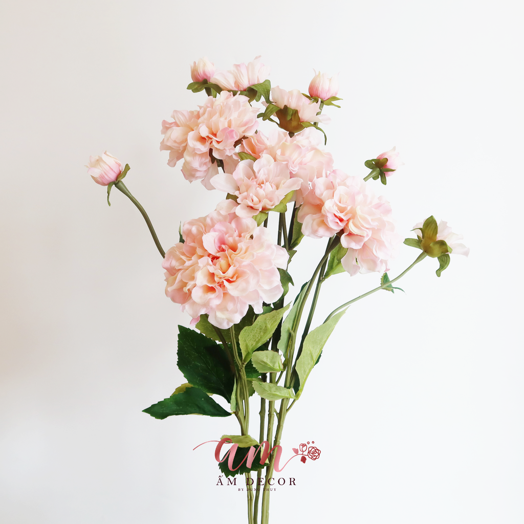 ZMẪU ĐƠN NỞ XÒE