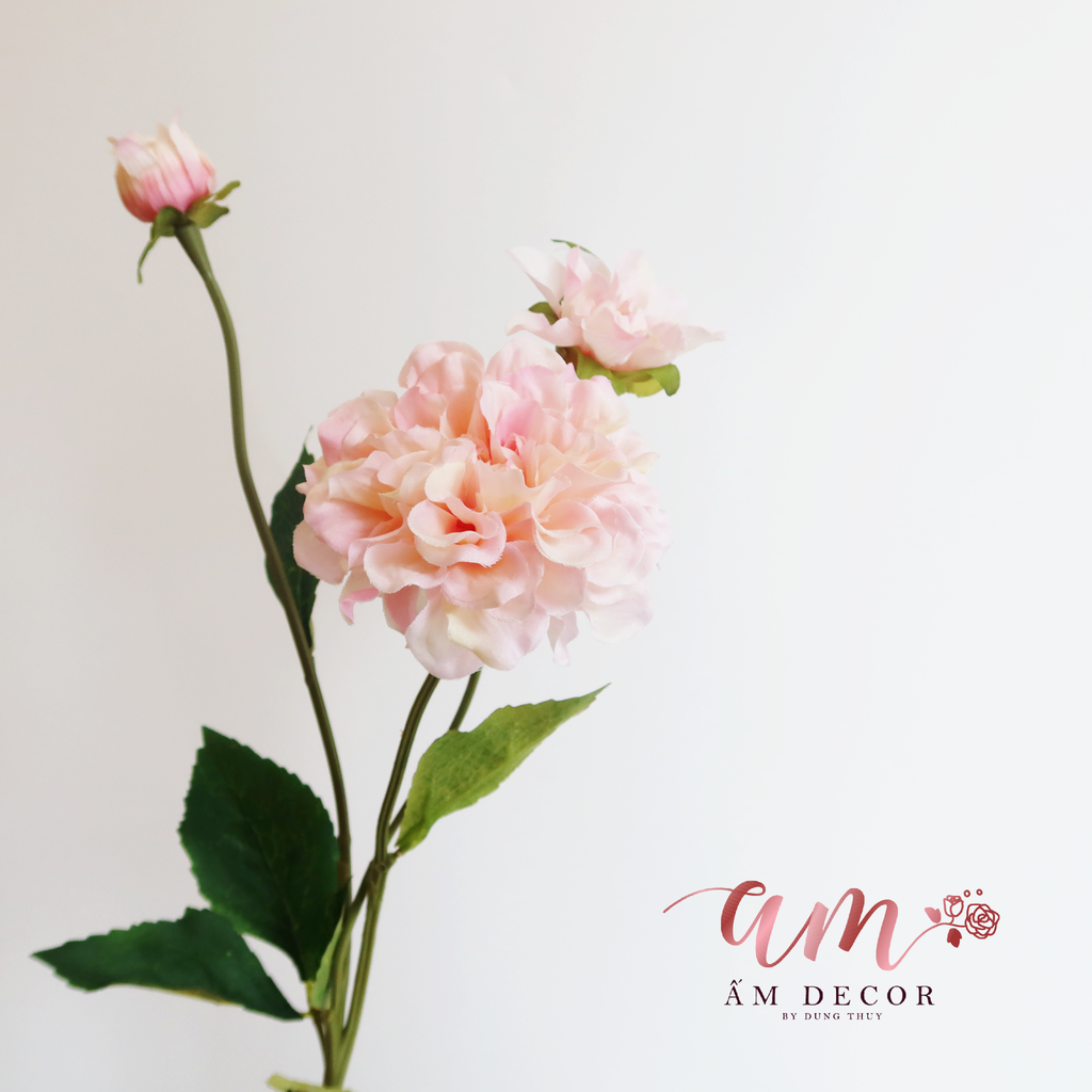 ZMẪU ĐƠN NỞ XÒE