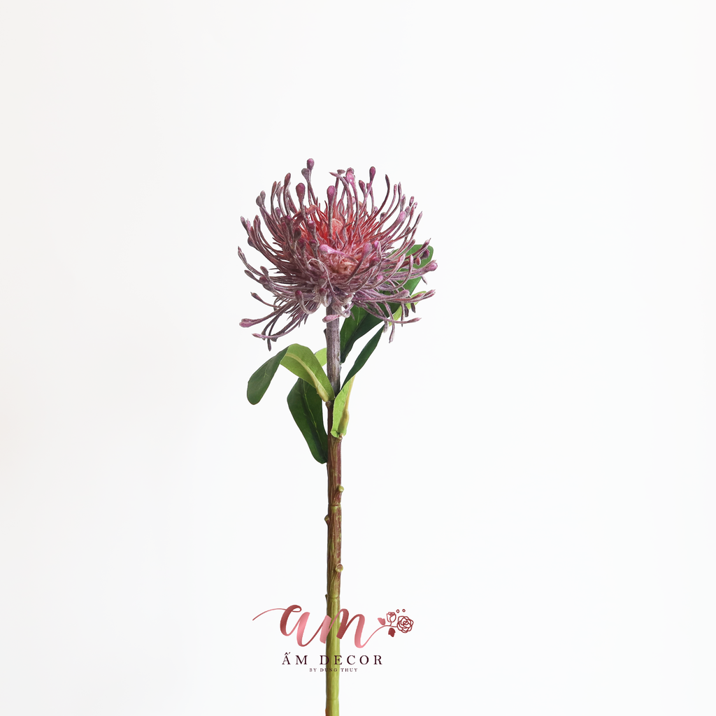 ZTHẢO ĐƯỜNG SAN HÔ