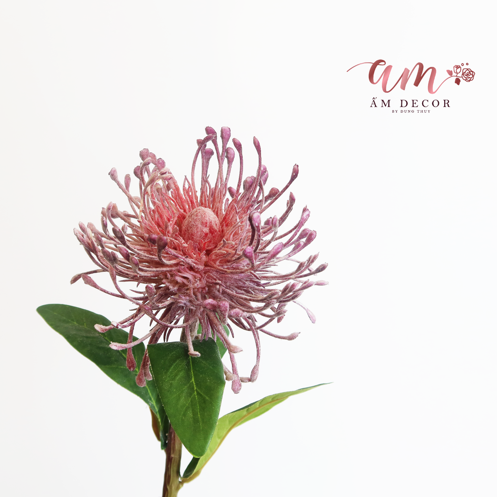 ZTHẢO ĐƯỜNG SAN HÔ