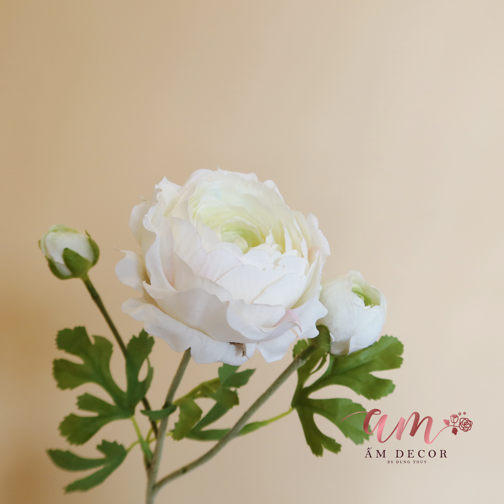 ZMAO LƯƠNG LULIAN (Trắng)