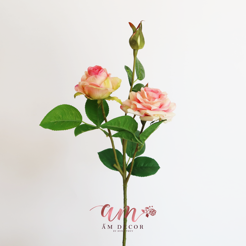 ZCÀNH HOA HỒNG SỪNG GIỮ ẨM (Hồng Nhạt)