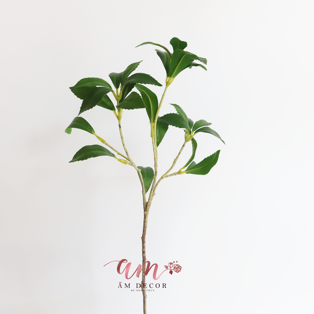 NHÁNH LÁ GỖ NGỰA SAY